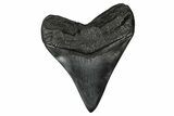 Fossil Megalodon Tooth - South Carolina #340205-1